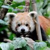 Cute Alert: Central Park Zoo Welcomes A New Red Panda!